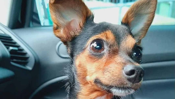 Tutores pedem ajuda para encontrar cadela da raça pinscher desaparecida em Rio Branco