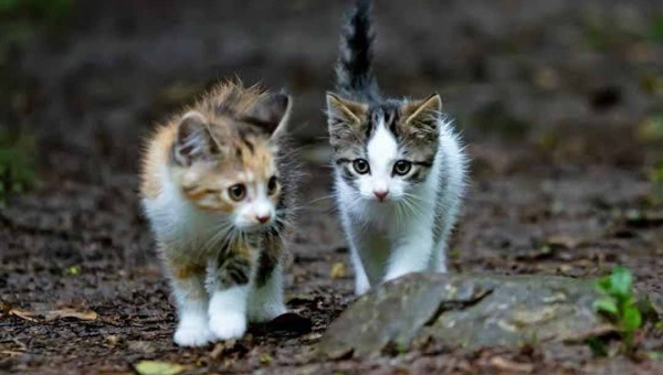 Doção de ração: ativista pede ajuda para alimentar gatos resgatados em Rio Branco