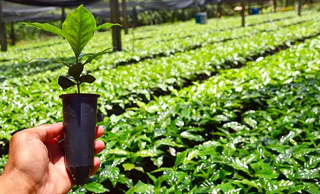Acre vai investir R$ 1,4 milhão na compra de mudas de café e fertilizantes; empresa gaúcha vai fornecer as plantas