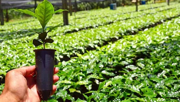Acre vai investir R$ 1,4 milhão na compra de mudas de café e fertilizantes; empresa gaúcha vai fornecer as plantas