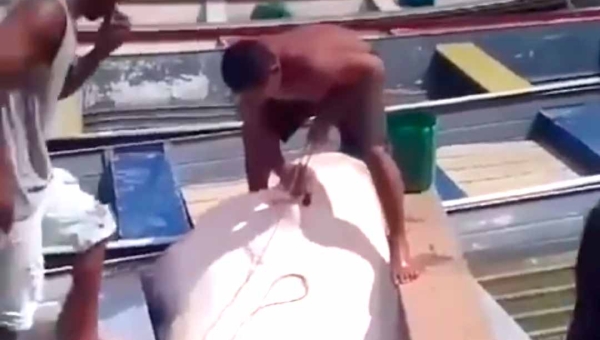Pescadores capturam arraia gigante no Rio Juruá; animal pesava cerca de 70 kg e seu diâmetro ultrapassava os dois metros de largura