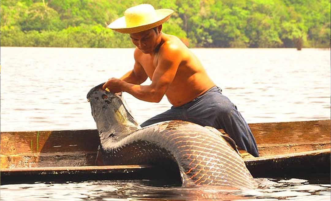 Governo Lula estuda implementar no Acre programa de manejo do pirarucu já existente no Amazonas