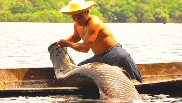 Governo Lula estuda implementar no Acre programa de manejo do pirarucu já existente no Amazonas