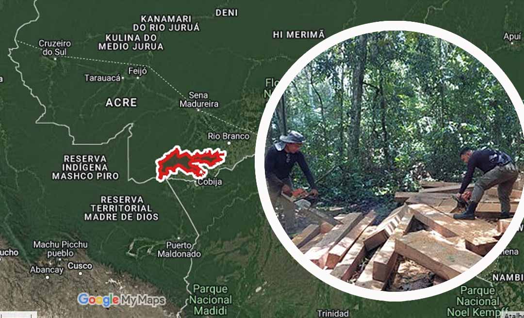 Fiscais do ICMBio apreendem carne de veado, armas de fogo e destroem 25 metros cúbicos de madeira cerejeira