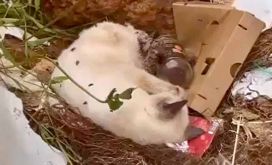 Gato é jogado vivo no lixo em bairro de Rio Branco; ativistas pedem ajuda para custear tratamento do animal