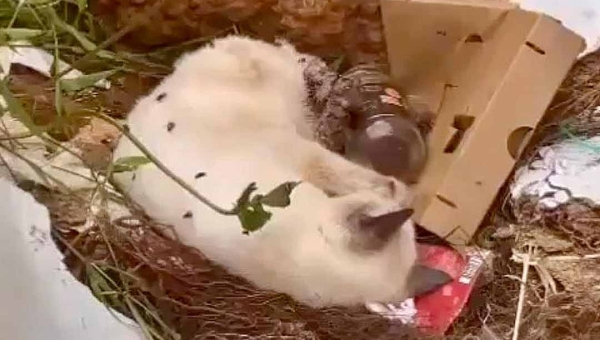 Gato é jogado vivo no lixo em bairro de Rio Branco; ativistas pedem ajuda para custear tratamento do animal