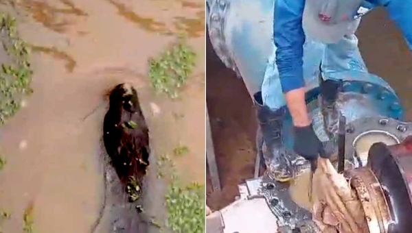 Vídeo mostra capivara em reservatório da ETA II e em seguida trabalhadores retirando de bomba o que seriam restos mortais do animal