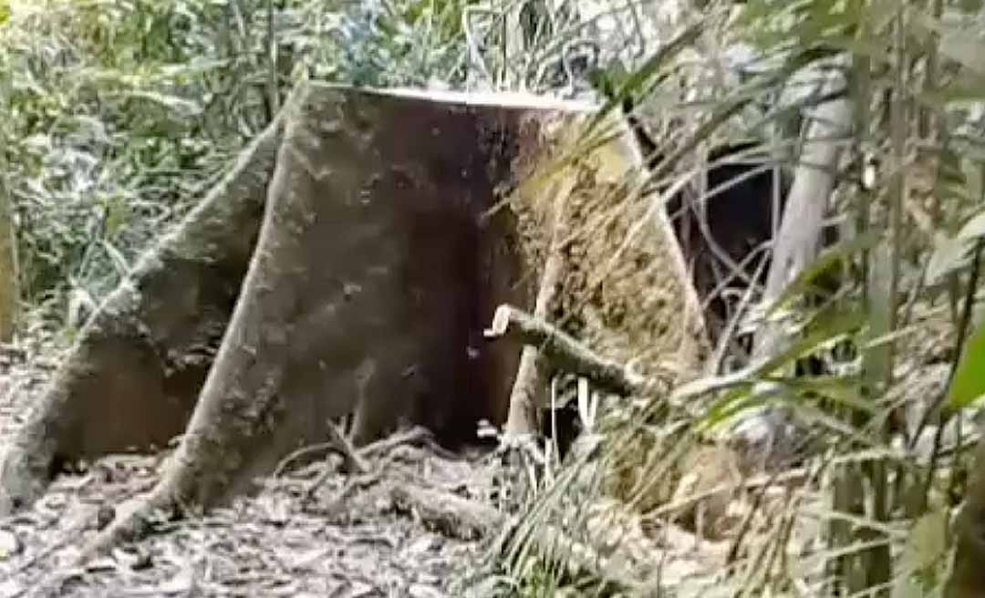 Corte de Samaúma no Horto Florestal gera questionamentos entre usuários do espaço ambiental; Semeia diz que árvore já estava “morta”