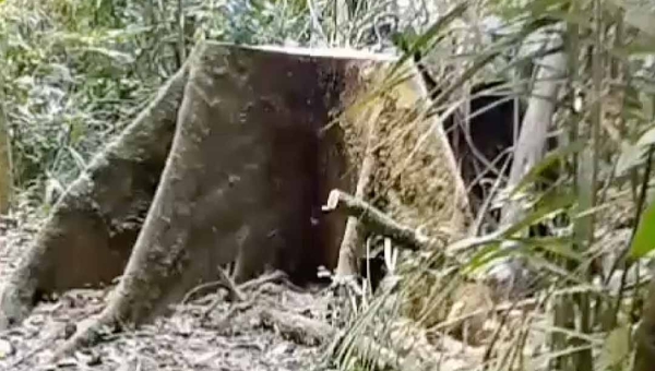 Corte de Samaúma no Horto Florestal gera questionamentos entre usuários do espaço ambiental; Semeia diz que árvore já estava “morta”