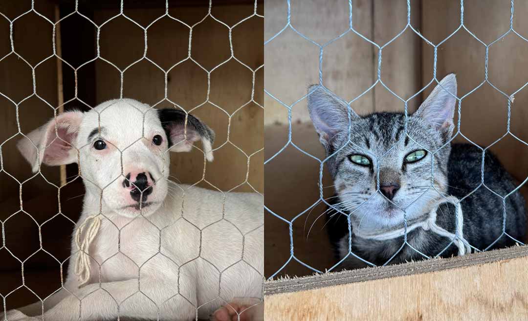 Prefeitura de Rio Branco monta unidade de saúde no Parque de Exposições para atender vítimas da alagação e reforça cuidados com pets