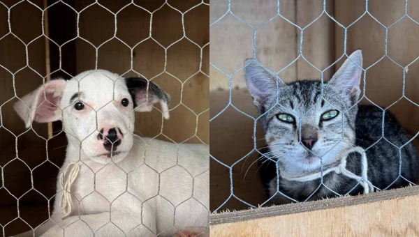 Prefeitura de Rio Branco monta unidade de saúde no Parque de Exposições para atender vítimas da alagação e reforça cuidados com pets