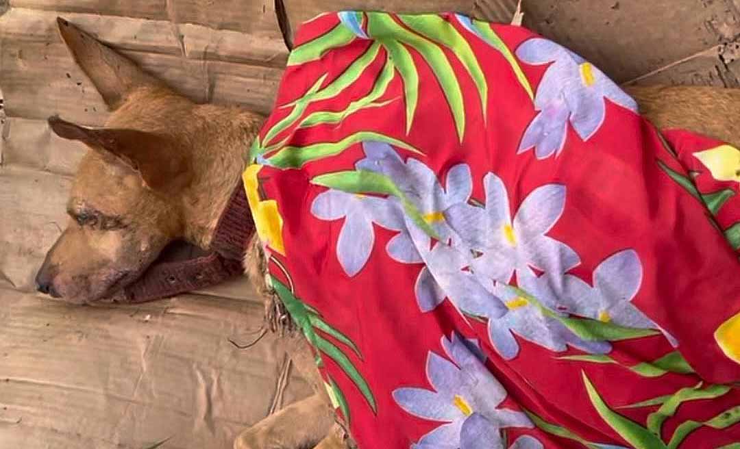 Cachorra é resgatada após ser abandonada em terreno baldio na Capital: “Cruelmente abandonada no lixo”