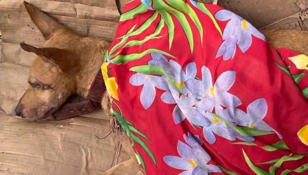 Cachorra é resgatada após ser abandonada em terreno baldio na Capital: “Cruelmente abandonada no lixo”