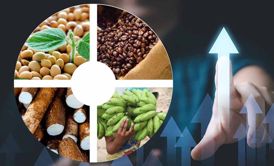 Plantios de soja, café, banana, mandioca e milho crescem no Acre em 2025, aponta pesquisa