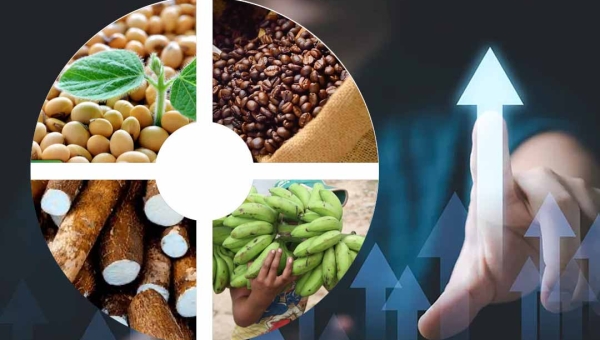 Plantios de soja, café, banana, mandioca e milho crescem no Acre em 2025, aponta pesquisa