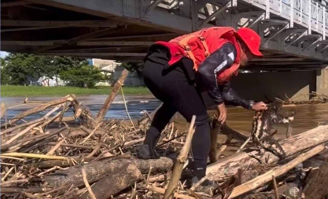 Bicho-preguiça é resgatado após ficar preso em tronco em meio aos balseiros na ponte Juscelino Kubitschek, em Rio Branco
