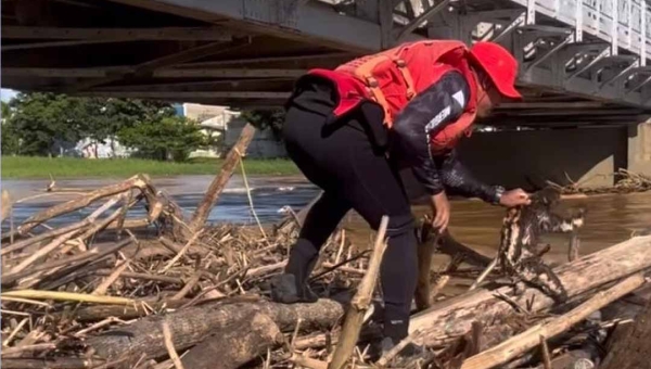 Bicho-preguiça é resgatado após ficar preso em tronco em meio aos balseiros na ponte Juscelino Kubitschek, em Rio Branco