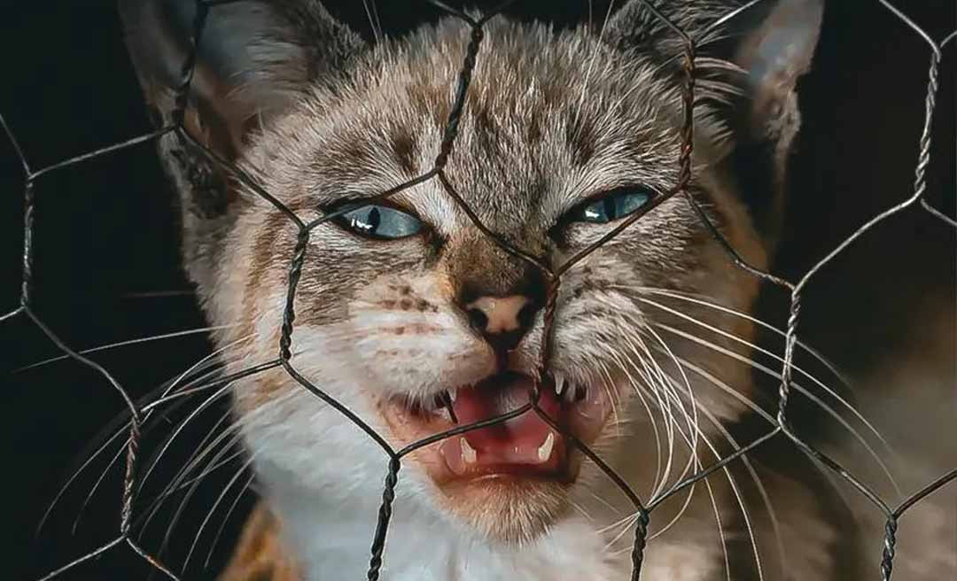 Centro de Zoonoses de Rio Branco arrecada vasilhas para animais resgatados da enchente do Rio Acre