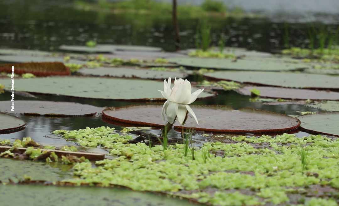 Câmara Técnica de Meio Ambiente delibera sobre a descentralização de licenciamento ambiental