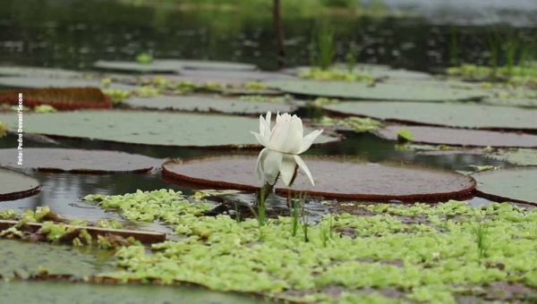 Câmara Técnica de Meio Ambiente delibera sobre a descentralização de licenciamento ambiental