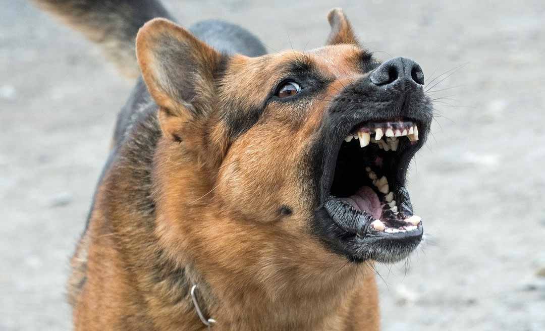 Justiça acreana mantém condenação de tutor após ataque de cães a mulher que praticava exercícios físicos