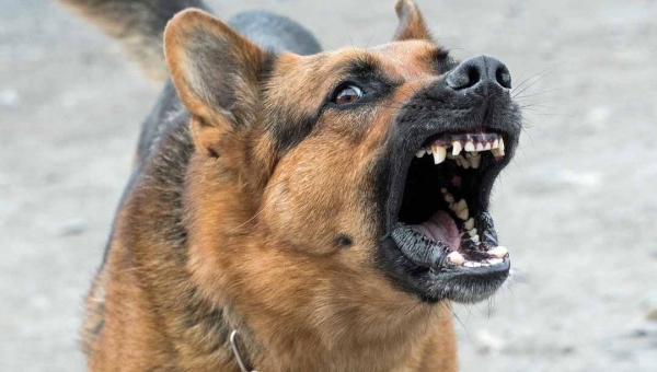 Justiça acreana mantém condenação de tutor após ataque de cães a mulher que praticava exercícios físicos