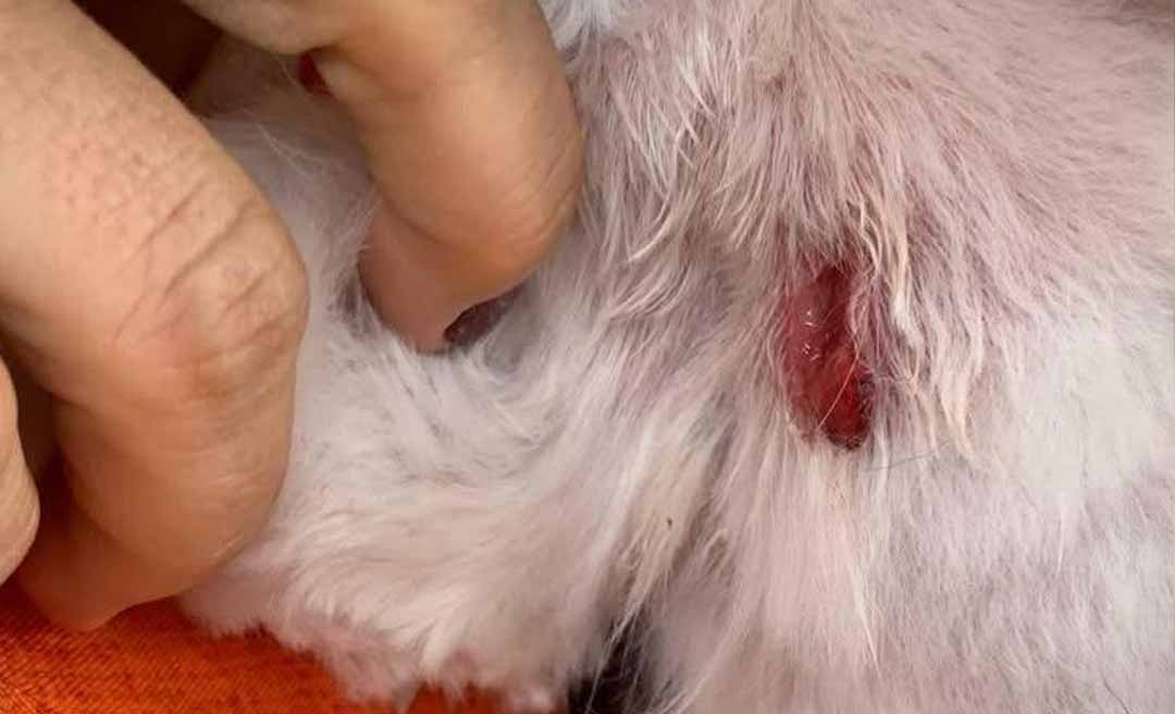 Ativista denuncia maus-tratos de cão idoso, cego e surdo em pet shop de Rio Branco e cobra regulamentação do setor na Capital