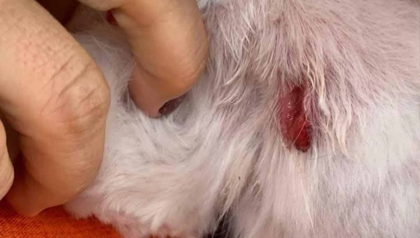 Ativista denuncia maus-tratos de cão idoso, cego e surdo em pet shop de Rio Branco e cobra regulamentação do setor na Capital