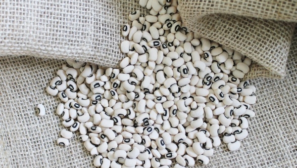 Feijão-de-corda produzido no Acre entra na lista de produtos que podem ser exportados para o Peru