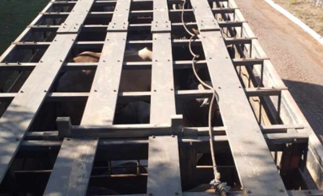 Transporte ilegal de gado para outros estados causou prejuízos de R$ 24 milhões aos cofres do Acre