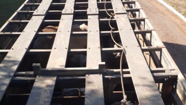 Transporte ilegal de gado para outros estados causou prejuízos de R$ 24 milhões aos cofres do Acre