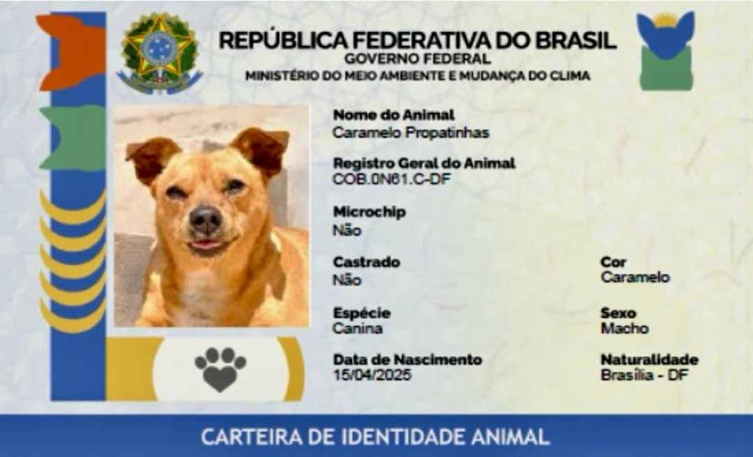 Governo Federal lança SinPatinhas, o RG digital para cães e gatos em todo o Brasil