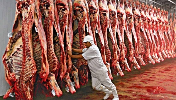 Abate de bovinos cai nos últimos três meses de 2024 no Acre, revela pesquisa