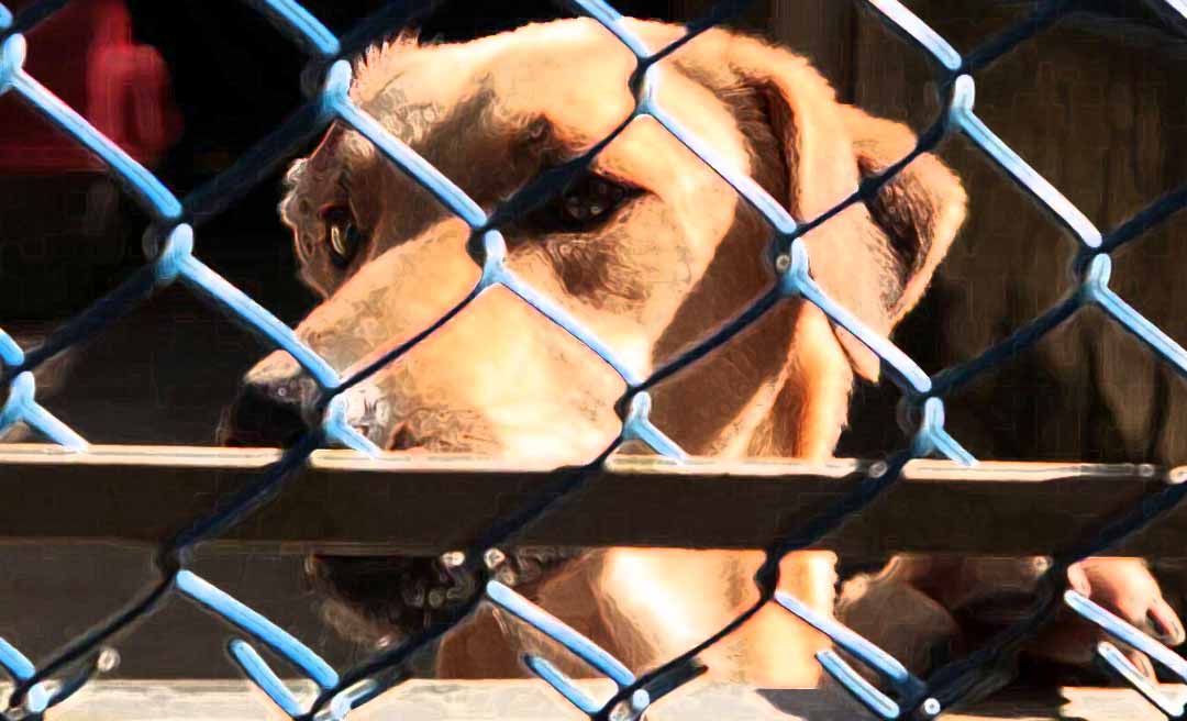 Após acusar pitbull de ataque, missionária da JOCUM se nega a apresentar fotos do cachorro ferido