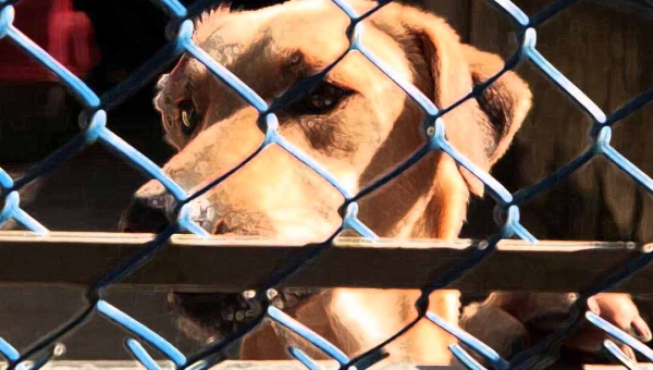 Após acusar pitbull de ataque, missionária da JOCUM se nega a apresentar fotos do cachorro ferido