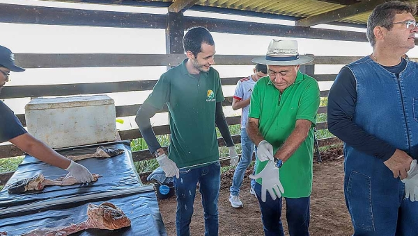 Prefeitura de Rio Branco e UFAC oferecem curso de inseminação artificial em gado leiteiro
