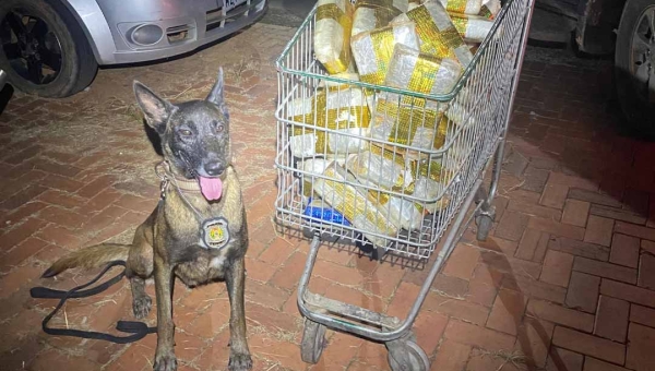 Cadela Gana localiza mais de 50 kg de drogas avaliadas em R$ 300 mil em transportadora de Rio Branco