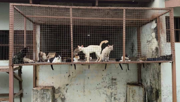 MPAC ajuíza ação para reestruturar Centro de Controle de Zoonoses de Rio Branco