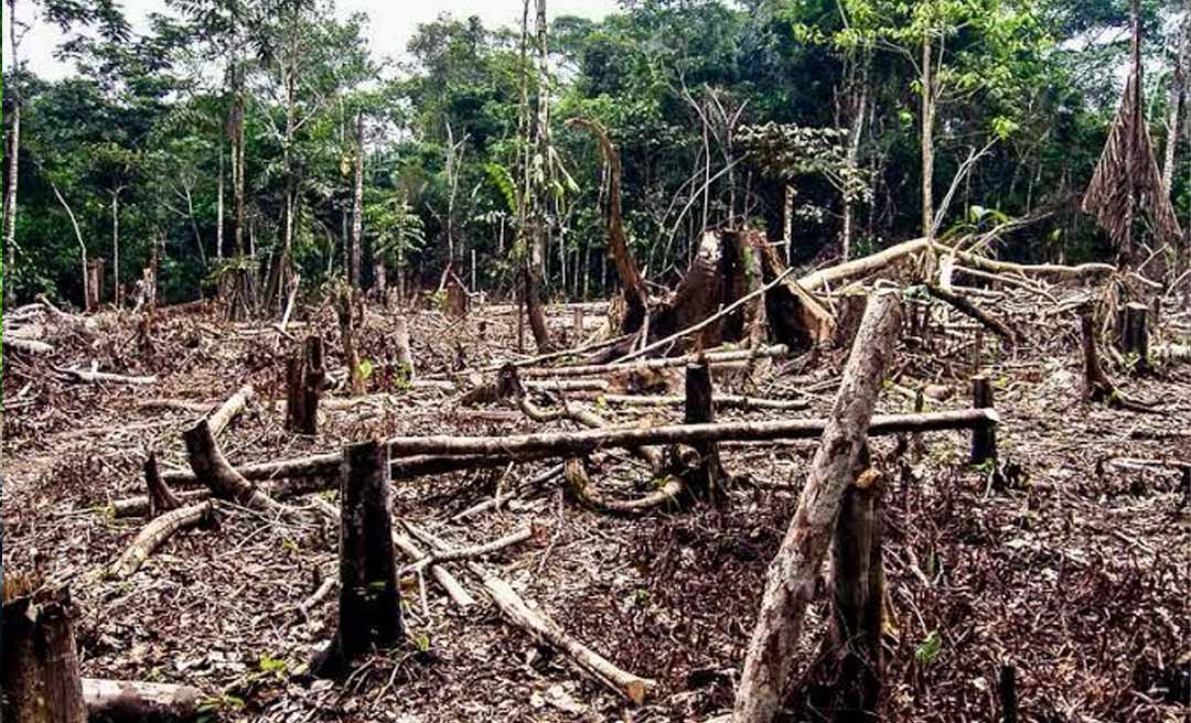 Tarauacá acumula mais de R$ 20 milhões em multas por crimes ambientais; infrações estão ligadas a desmatamento e queimadas