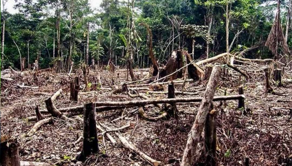 Tarauacá acumula mais de R$ 20 milhões em multas por crimes ambientais; infrações estão ligadas a desmatamento e queimadas