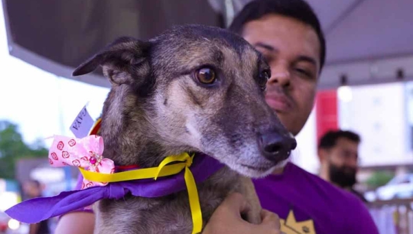 Cuidar Day: segunda edição de feira de adoção de animais acontece neste sábado, no Lago do Amor