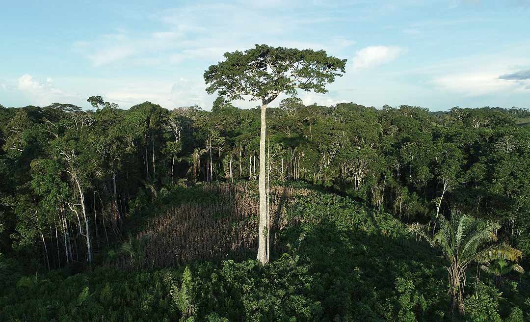 Desmatamento no Acre cresce 31,3% em 2024 em relação a 2023; estado desmatou 103,27 hectares por dia