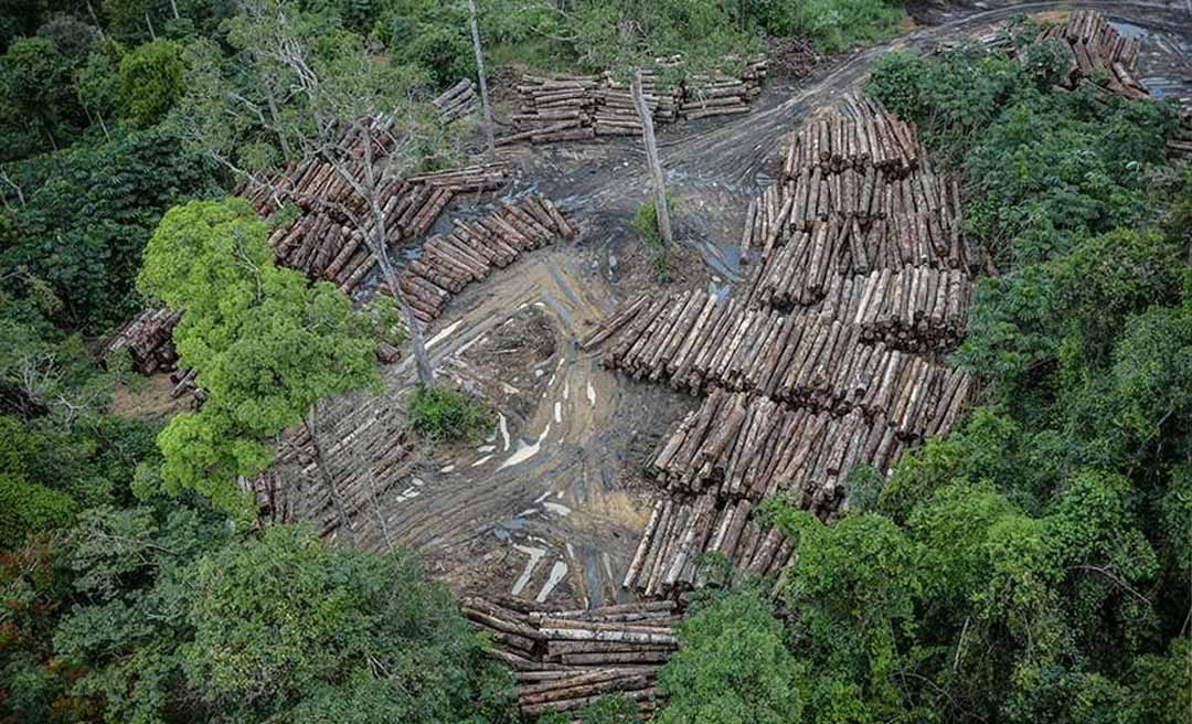 Tríplice fronteira que reúne Acre, Rondônia e Amazonas desmatou mais de 1,3 milhão de hectares de floresta nos últimos seis anos