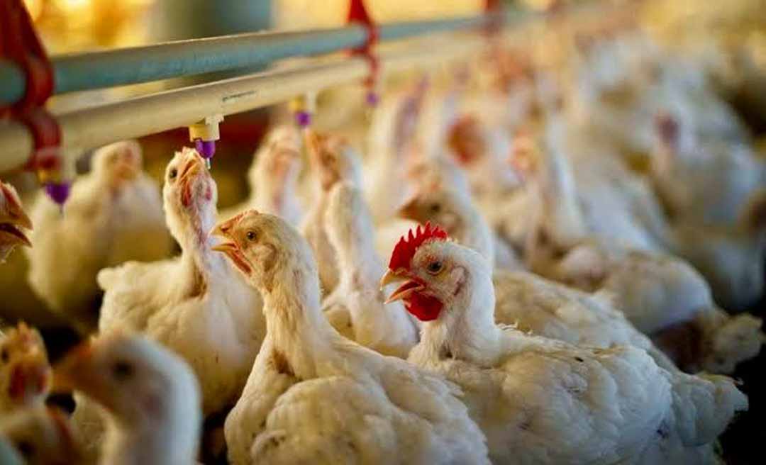 IDAF intensifica fiscalização no Acre para evitar entrada da gripe aviária no Estado