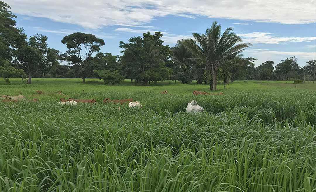 Quase 500 mil hectares no Acre são ocupadas por pastagens com menos de cinco anos de formação