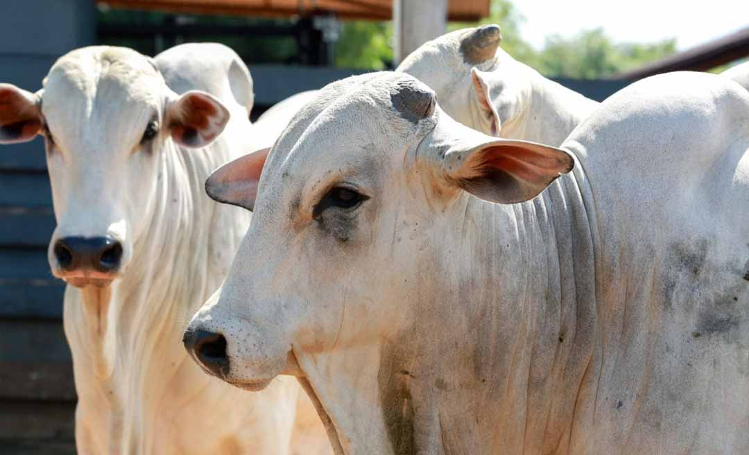 Crédito rural aportou quase R$ 600 milhões na pecuária do Acre em custeio, em 2023