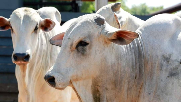 Crédito rural aportou quase R$ 600 milhões na pecuária do Acre em custeio, em 2023