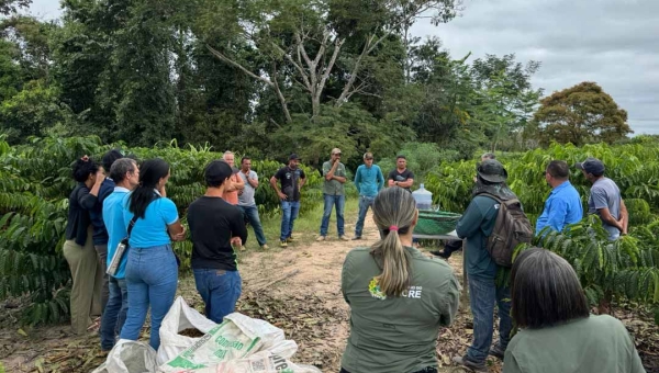 Produtores de Assis Brasil recebem treinamento sobre colheita e pós-colheita do café robusta amazônico