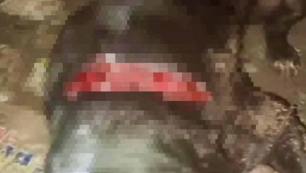 Brutalidade! Cachorro é atacado a golpes de terçado na zona rural de Sena Madureira, interior do Acre