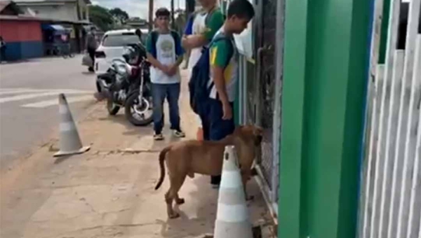 Pitbull invade escola pública no bairro Placas e causa tumulto na entrada de alunos